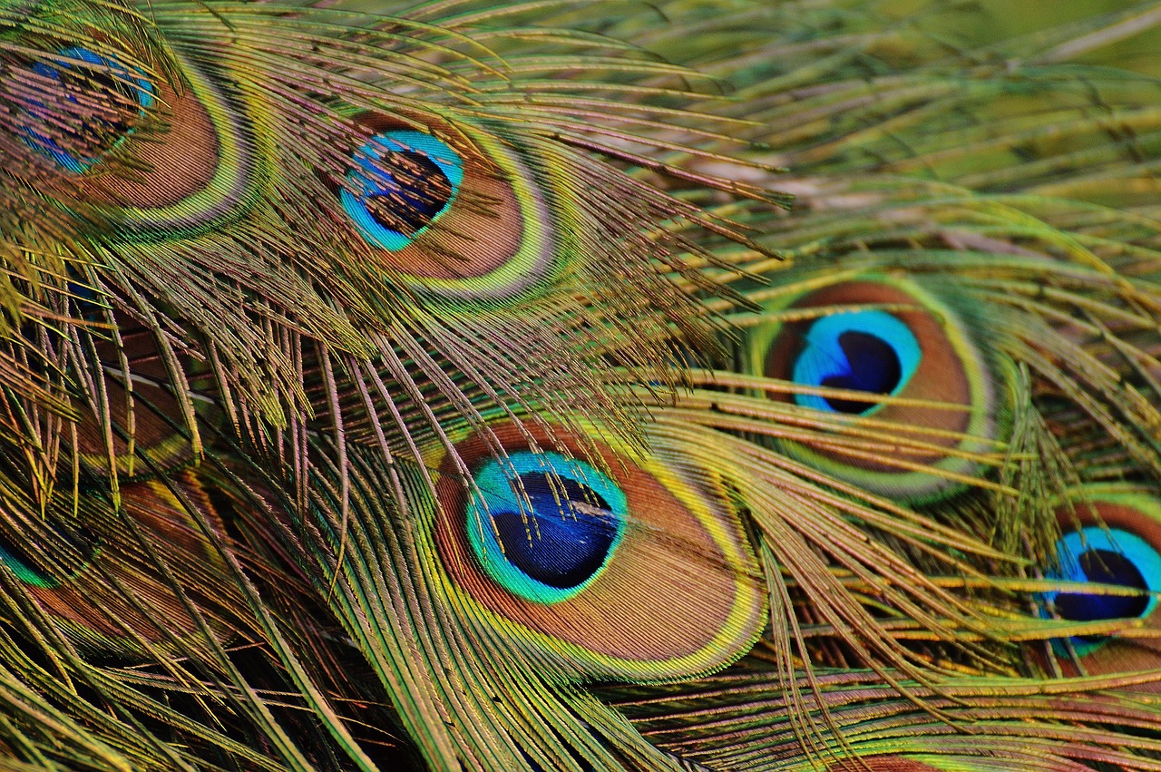 peacock feathers, wallpaper hd, mac wallpaper, nature, free background, peacock, desktop backgrounds, windows wallpaper, bird, poultry, feathers, plumage, cool backgrounds, coloful, beautiful wallpaper, 4k wallpaper, close up, wallpaper 4k, 4k wallpaper 1920x1080, laptop wallpaper, free wallpaper, background, hd wallpaper, full hd wallpaper, wallpaper