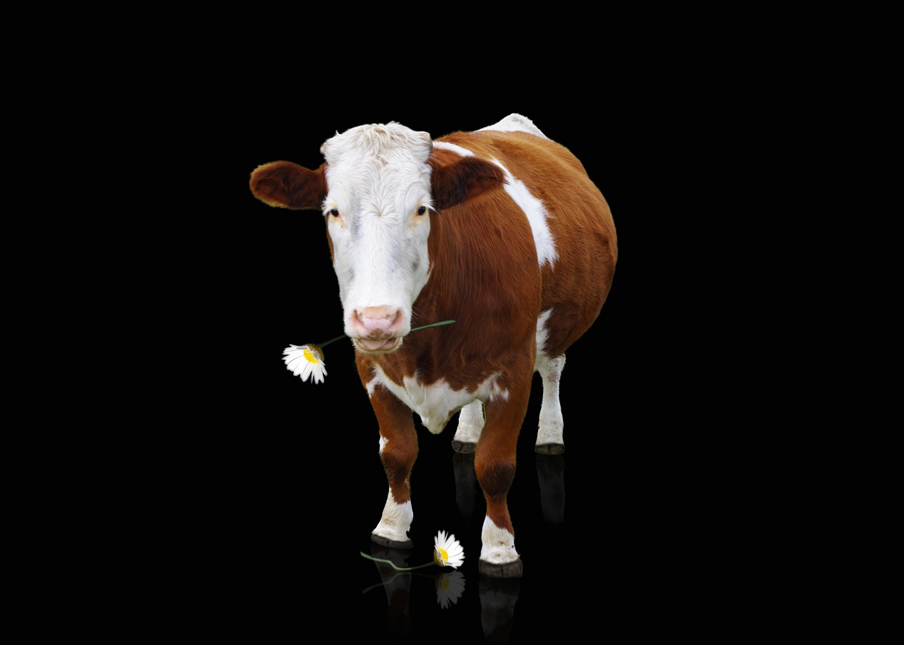 vacă, vită, animal, lapte de vaca, mamifere, natura, coarne, vitele simmental, polițiști, animal de ferma, paşte, fotomontaj, compunerea, pui, animale, rumegătoare, înfuleca, agricultură, fantezie