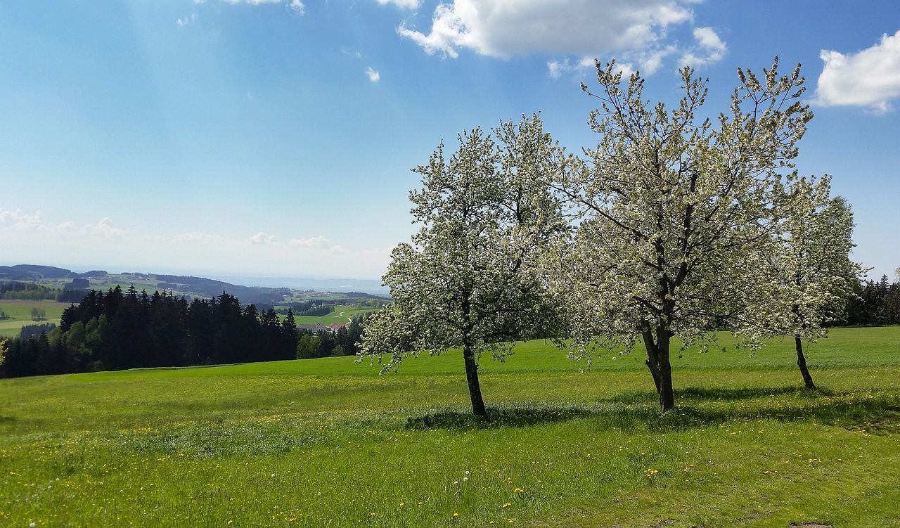 kvitnú stromy, starý, východný strom, nebo, lúka, oblaky, príroda, kvety, zelená