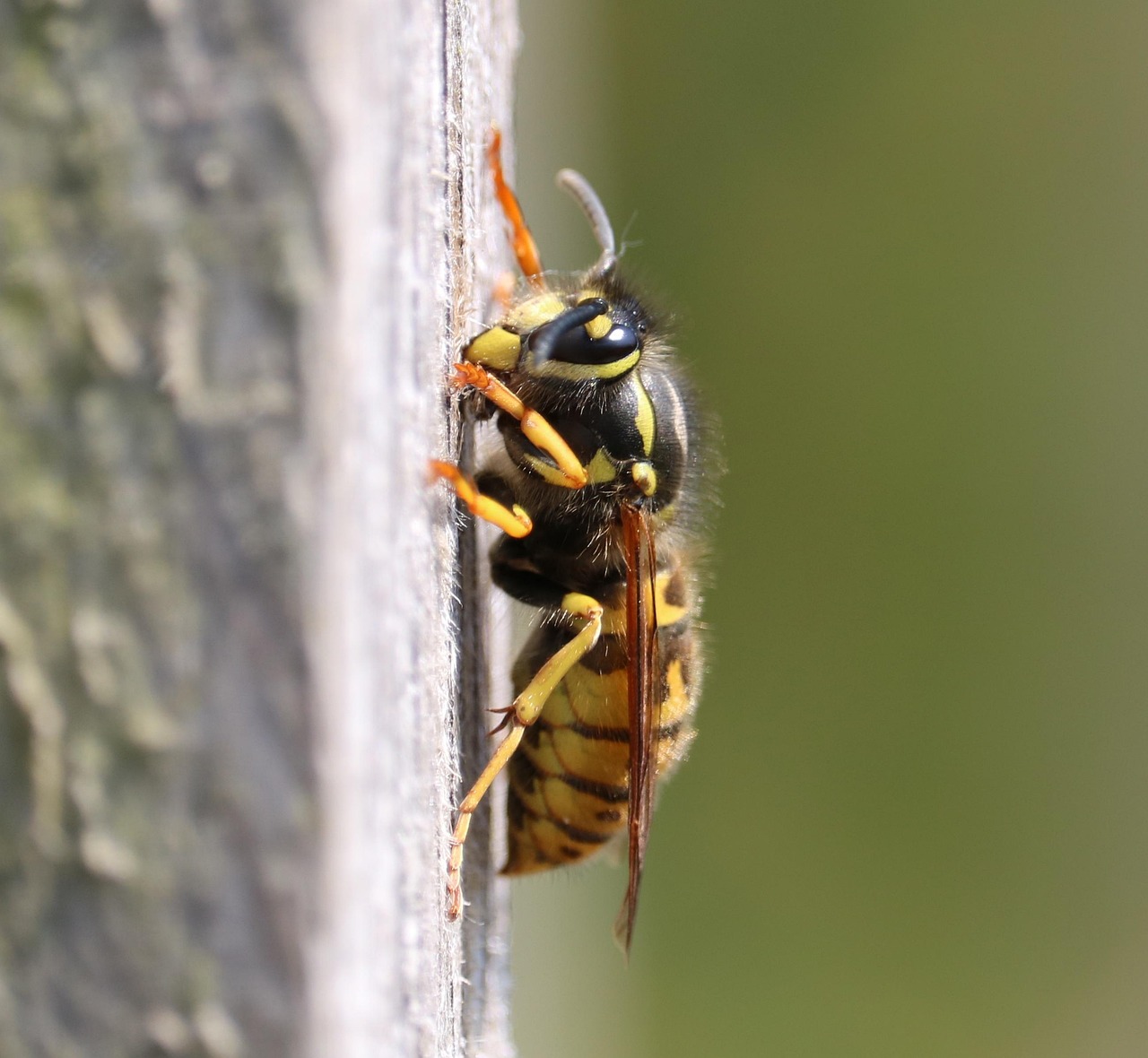 wespe, nest bau, gelb, schwarz, makro