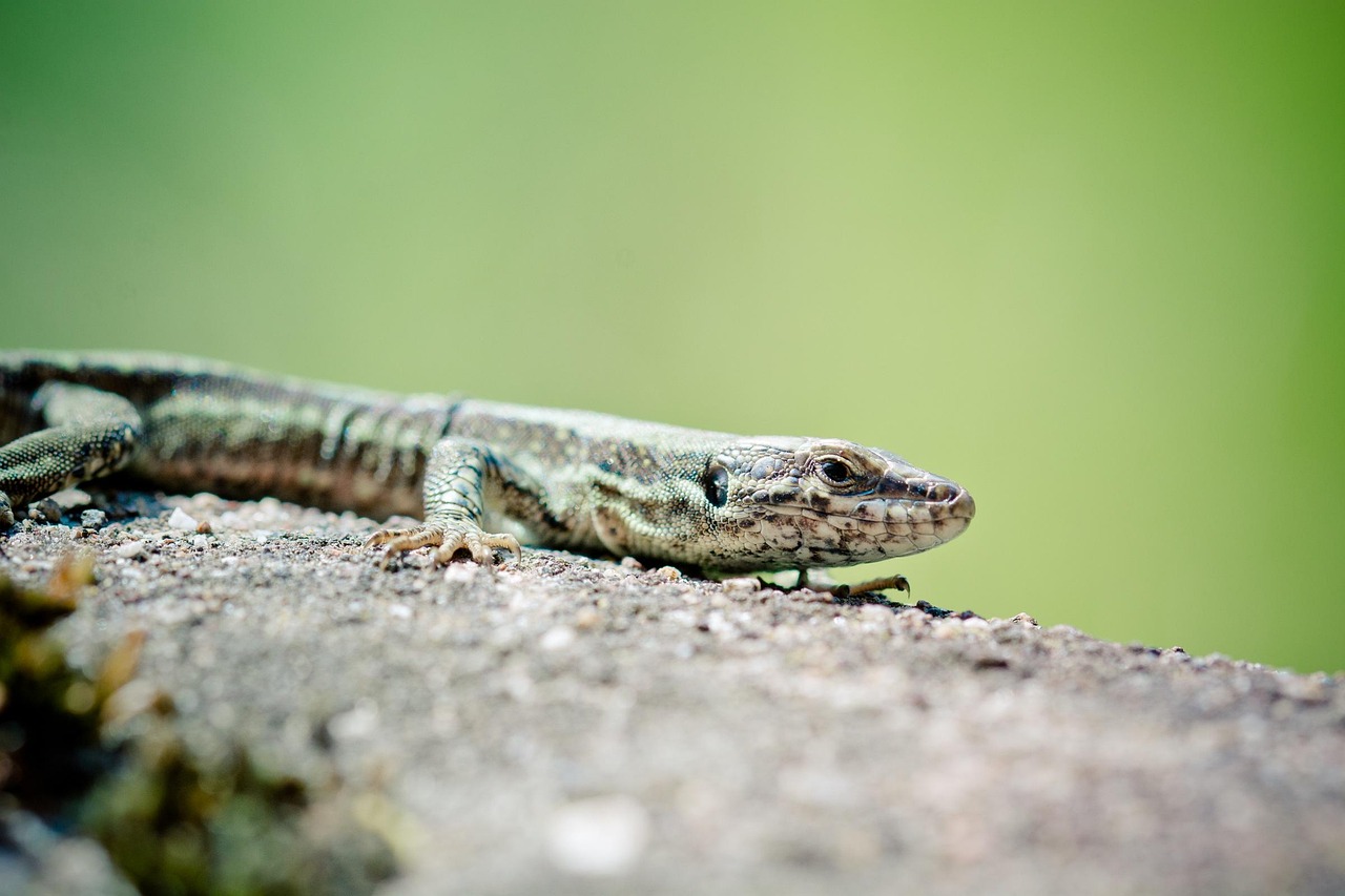 wall lizard, creeping animal, reptile, real lizard, lizard, schuppenkriechtier, shed lizard, animal, nature, fauna, stone, sunny, to sunbathe, wall