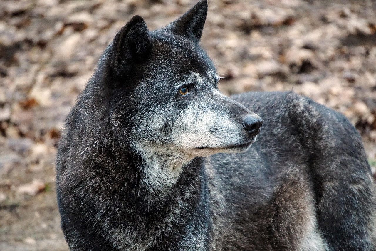 wolf, zoo, wild animal, enclosure, nature, predator, forest, animal, deer park, canine, wildlife, wolves, carnivores, furry, mammals, wild, attentive, wildlife park is going on, groaned, wolf, wolves, wolves, wolves, wolves, wolves