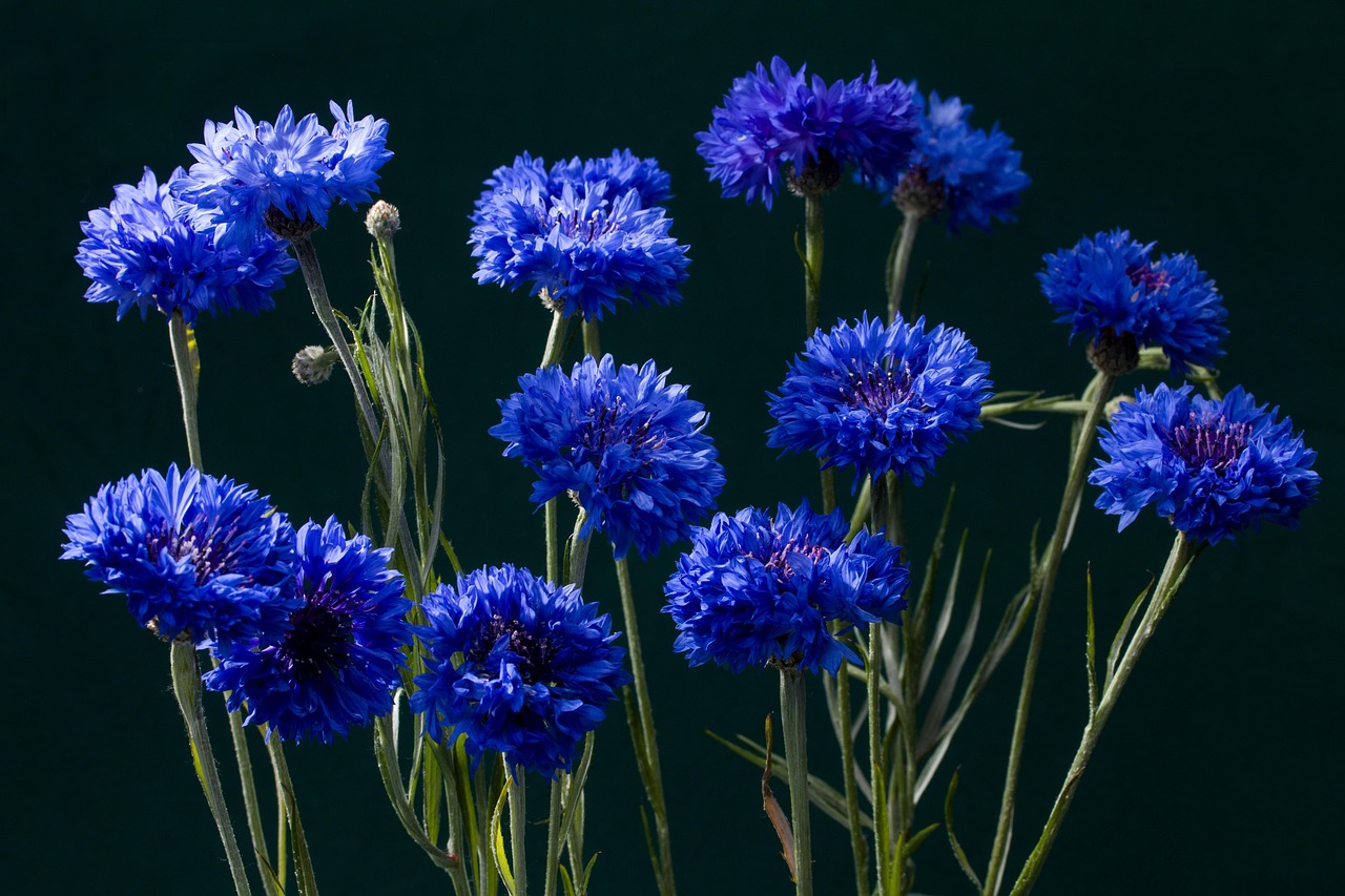 kornblumen, blüte, blau, kornblumen, kornblumen, kornblumen, kornblumen, kornblumen