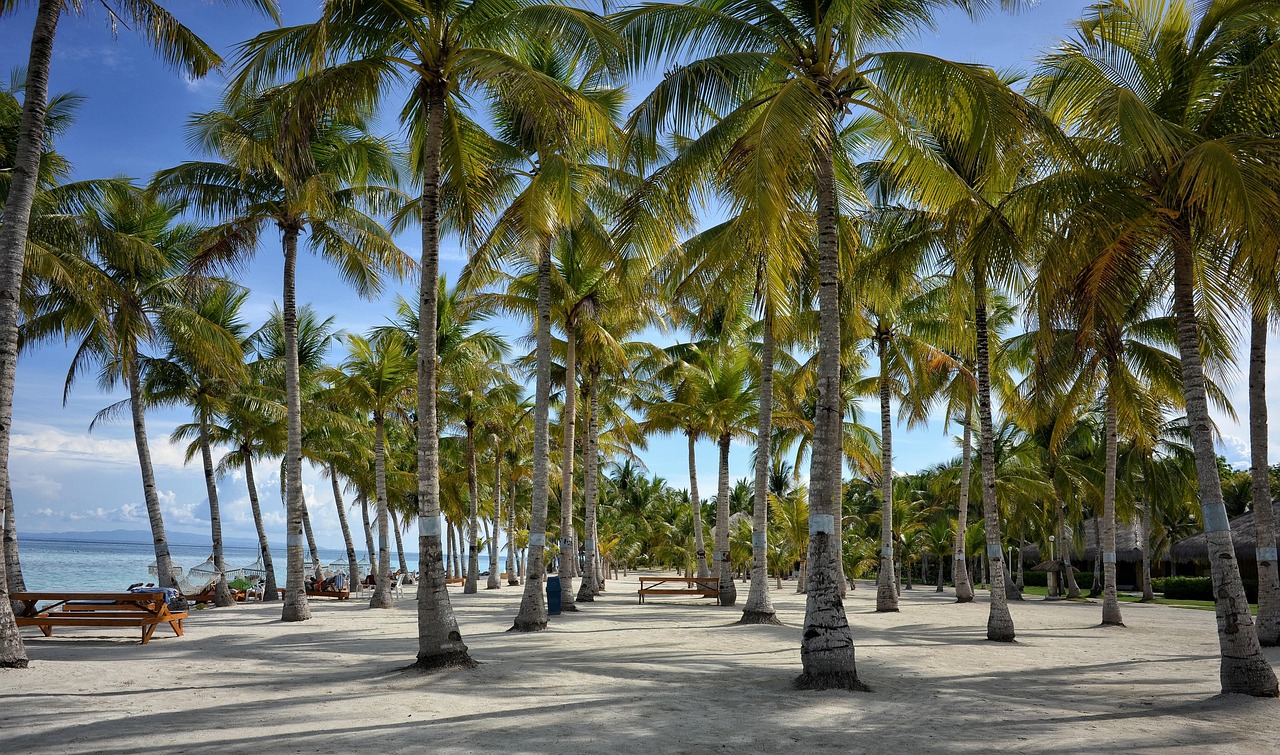 bohol, természet, bohol üdülőhely, pálmafa, beach