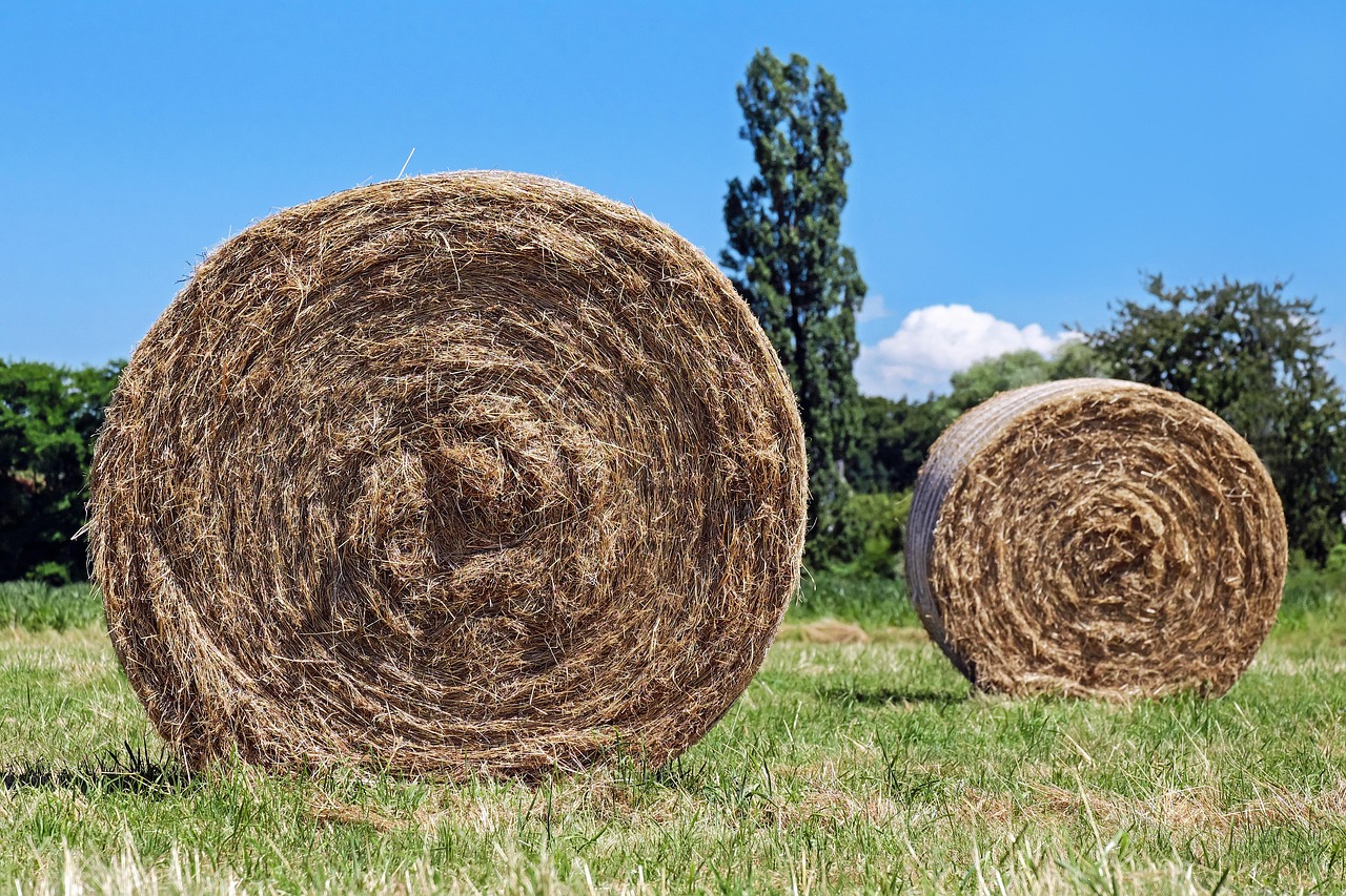 hay bales, field, hay, round balls, harvest time, agriculture, hay bales, hay, hay, hay, hay, hay