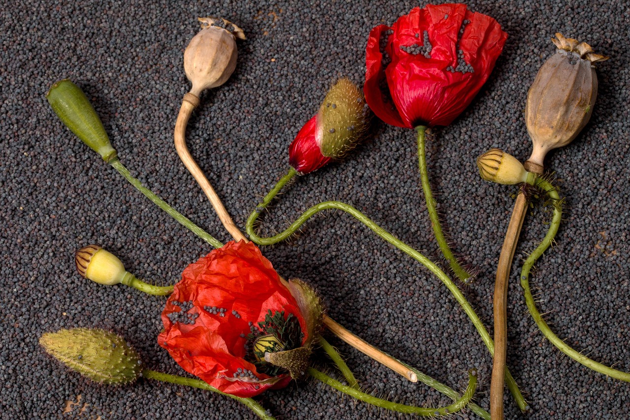 mohn, schöne blumen, blumen, mohnkapseln, roter mohn, natur, blumentapete, blumen hintergrund, blüte, mohnblüte, mohnsamen