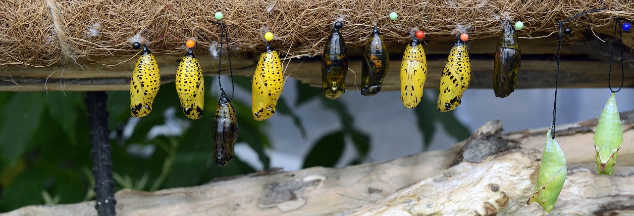 raupen, schmetterlinge, metamorphose, züchten, natur, insekten, tier, nahaufnahme, gelb, gepunktet, header, banner, stecknadeln, zucht, holz, äste, kopfzeile, kopfbild, transformation