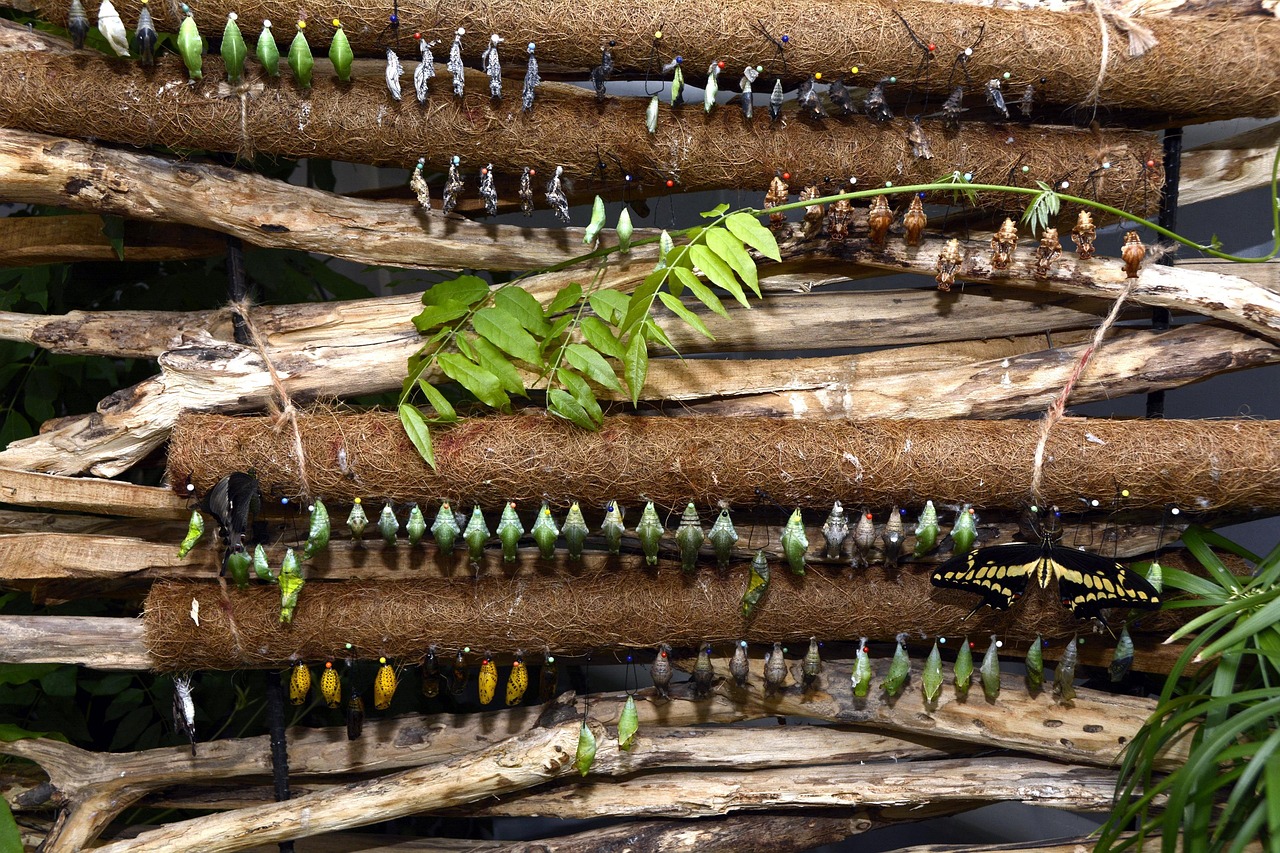 raupen, schmetterlinge, metamorphose, züchten, natur, insekten, tier, nahaufnahme, stecknadeln, zucht, holz, äste, transformation