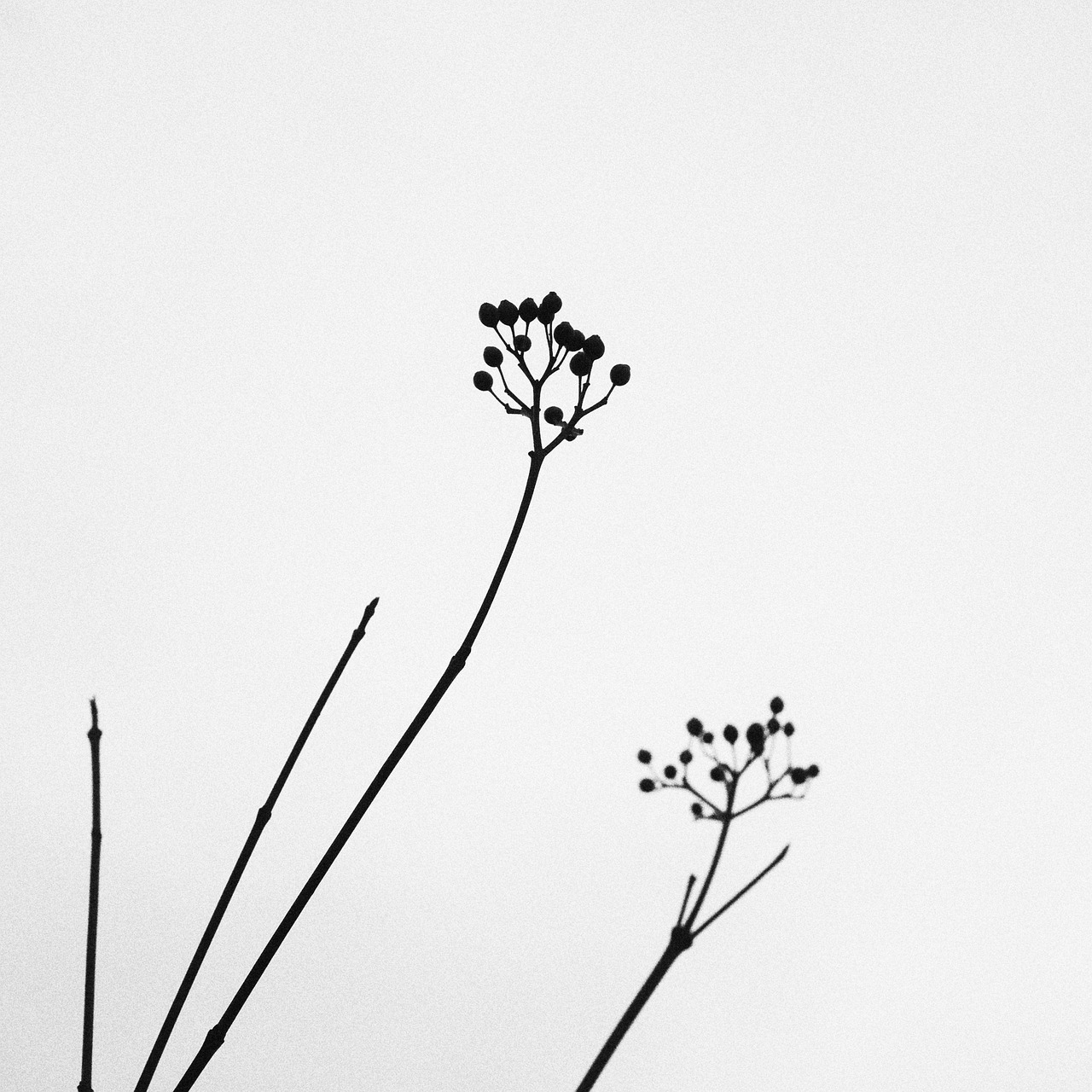 natuur, plant, mooie bloemen, bloem behang, minimalistisch, bloem achtergrond, zwart wit, stil, rustig, contrast, kruid, kruiden, bloem, buiten