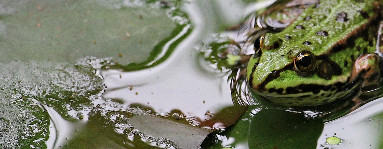 frog, nature, green, green frog, pond, water, amphibian, pond frog, high, frog prince, toad