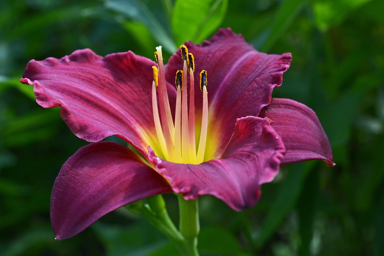 daylily, hemerocallis, nature, hemerocallidoideae, blossom, bloom, violet, garden, summer