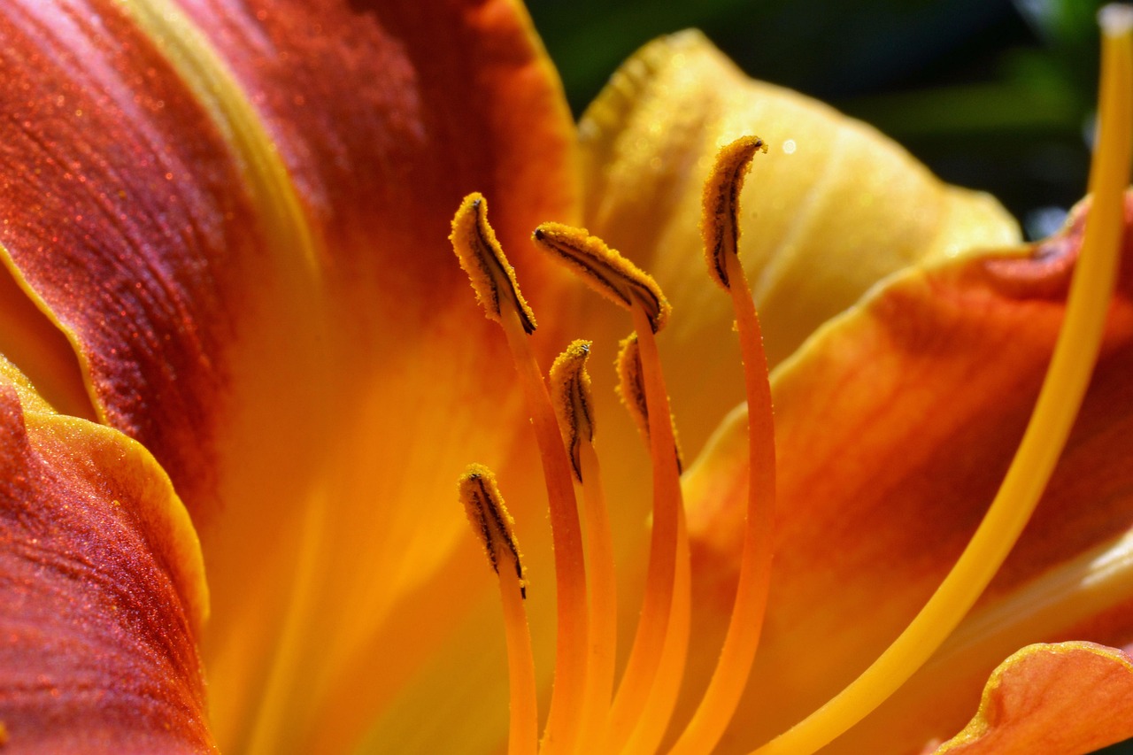 daylily, hemerocallis, hemerocallidoideae, stamens, orange, blossom, bloom, daylily, daylily, daylily, daylily, daylily