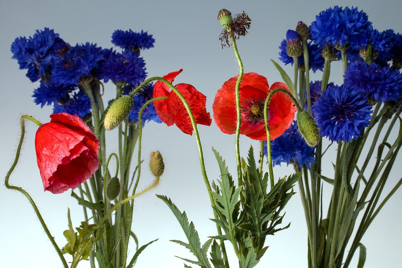 klatschmohn, mohn, mohnblüte, mohnblume, kornblumen
