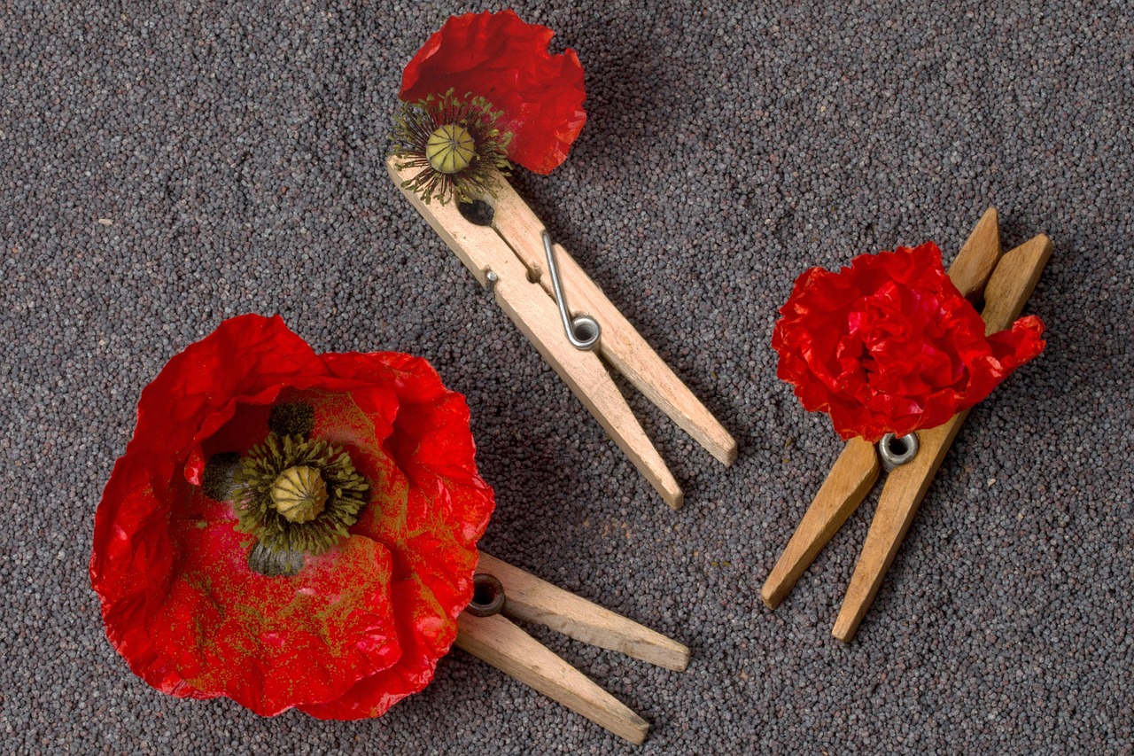 mohn, klatschmohn, mohnblume, mohnblüte, samen, mohnsamen, wäscheklammern