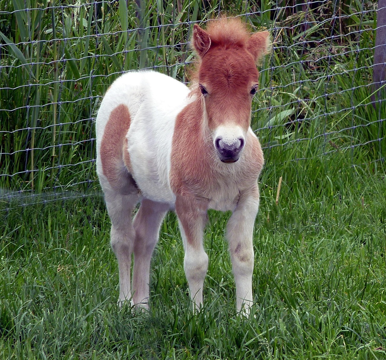 shetland pony, foal, minipony, dwarf pony, baby horse, cute, shetland pony, shetland pony, foal, baby horse, baby horse, baby horse, baby horse, baby horse