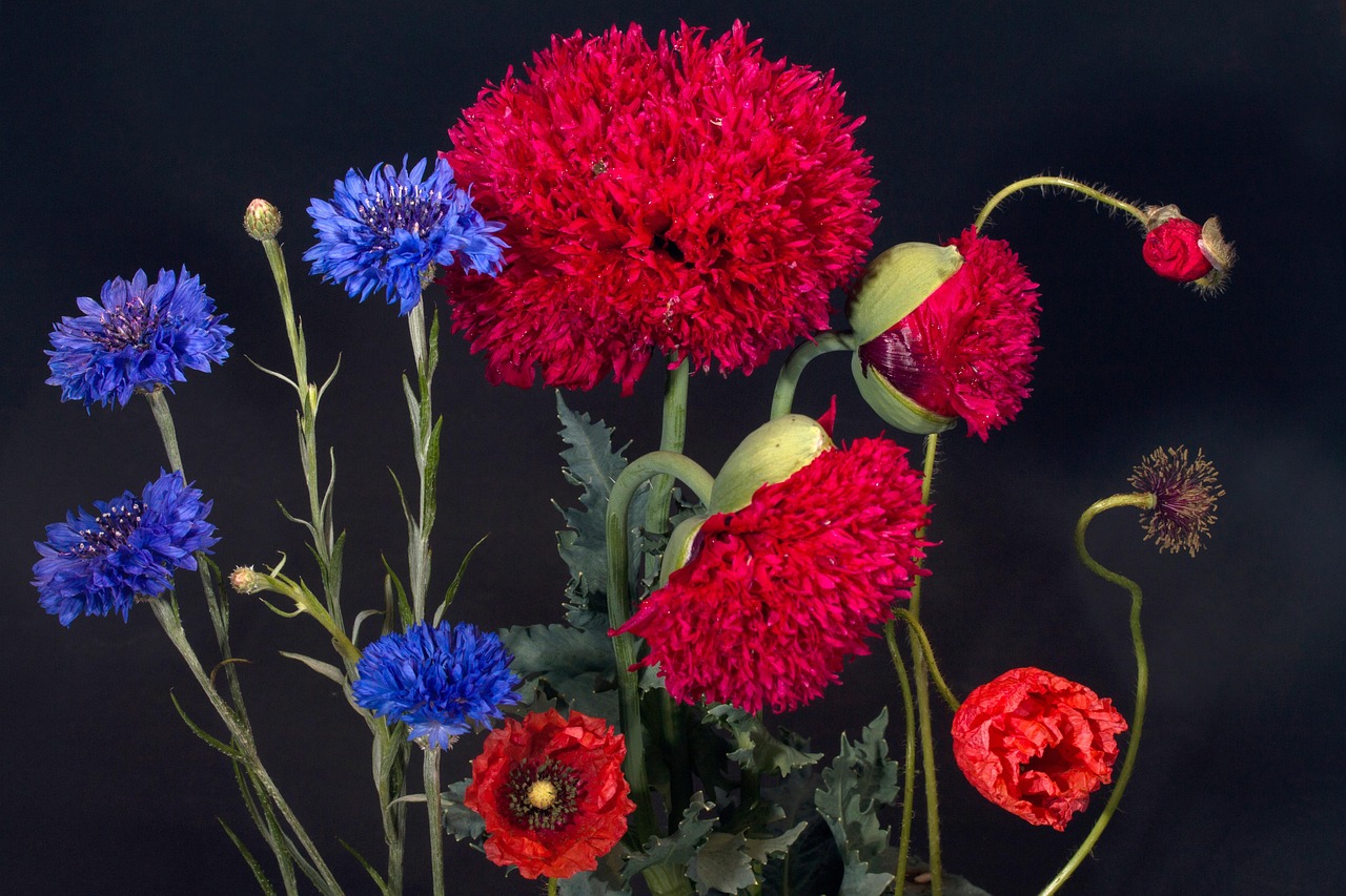 kornblumen, klatschmohn, mohnblüte, wildblume, gartenmohn