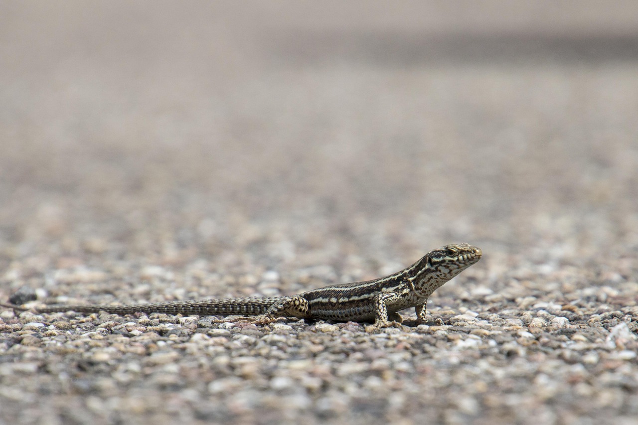 wall lizard, eifel, wild, nature, lizard, freedom, ugly, walls, animal, insects, close up, wall lizard, wall lizard, wall lizard, wall lizard, wall lizard, lizard
