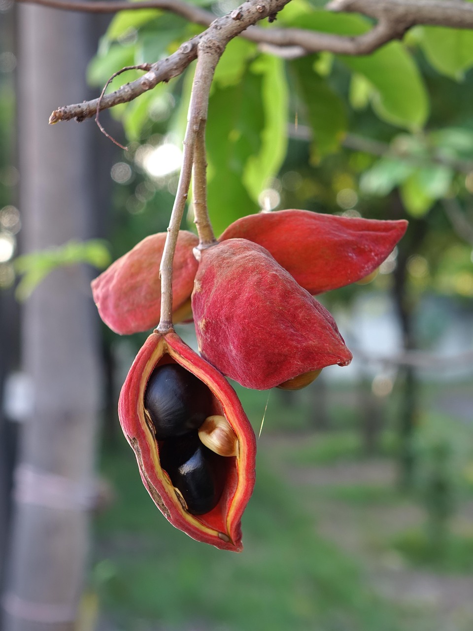 obst, ping po, rot, wortspiel, samen, natur, baum