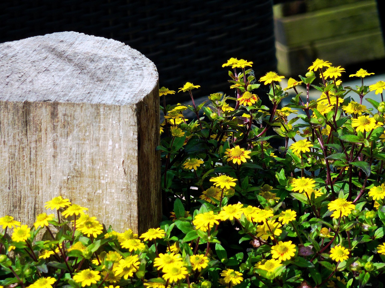 blüten, holzpflog, pflog, holzscheit, holzklotz, holz