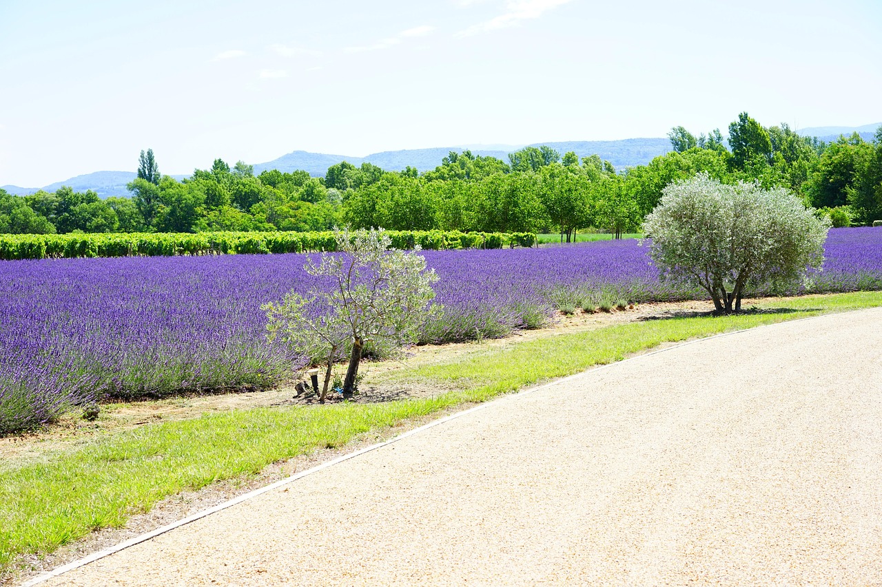 weg, zufahrt, feld, lavendelanbau, anbau, landwirtschaft, lavendel, lavendelfeld, lavendelblüten, blau, blüten, lila, dunkellia, violett, blumen, lavendelbüsche, wildpflanze, wildblue, echter lavendel, schmalblättriger lavendel, blütenstand, lavandula angustifolia, lavandula officinalis, schöne blumen, lavandula vera, lippenblütler, lamiaceae, nutzpflanze, duftpflanze, heilpflanze, duftend, bauerngarten, beet, homöopathie, sommerblumen, gartenblumen, pflanzen, natur, sommer, blumen hintergrund, garten, blumentapete, flora, botanik, dekorativ, kräuter, wiese, blumenwiese, lavendelwiese, lavendula, lilafarben, kraut, französisch, provence, blütenblätter, aromatisch, aroma, duft, grün, blühende, blühender lavendel, lilablau
