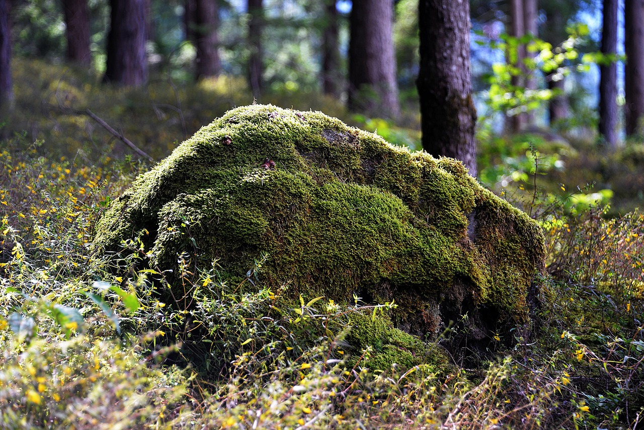 stone, mossy, forest, nature, stone, mossy, forest, forest, forest, forest, forest, nature
