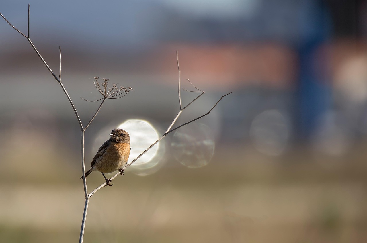 vogel, stifte, enttäuschung, steinmetz, vögel, tiere, natur, bei, baum