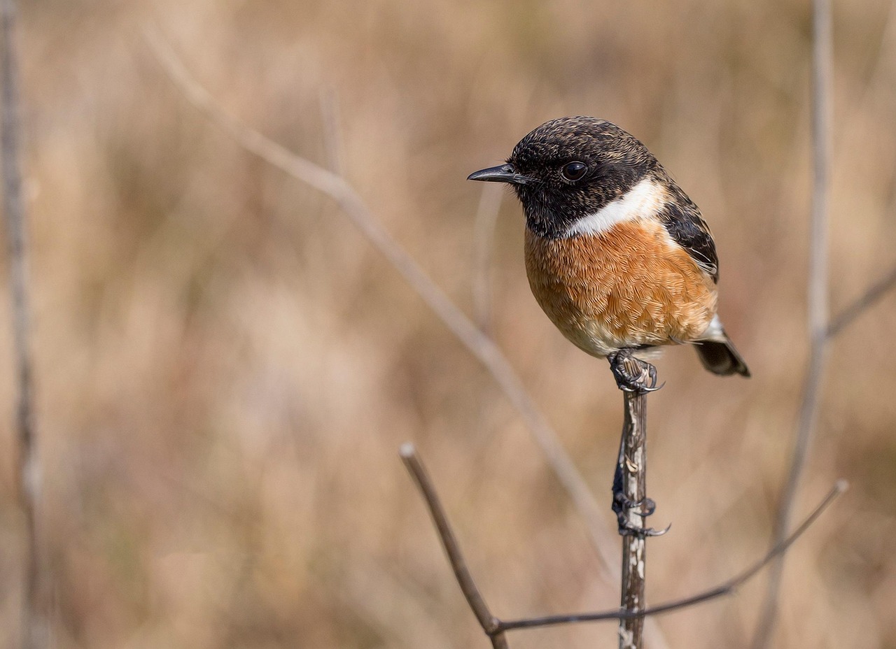 vogel, stifte, enttäuschung, steinmetz, vögel, tiere, bei, baum, gipfel, kleiner vogel, fauna, natur, enttäuschung, enttäuschung, enttäuschung, enttäuschung, enttäuschung