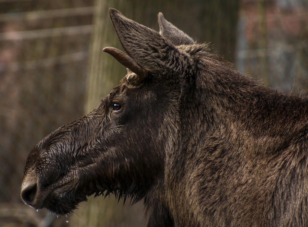 moose, head, profile, wild animal, mammal, enclosure, animal portrait, female, moose, moose, moose, moose, moose
