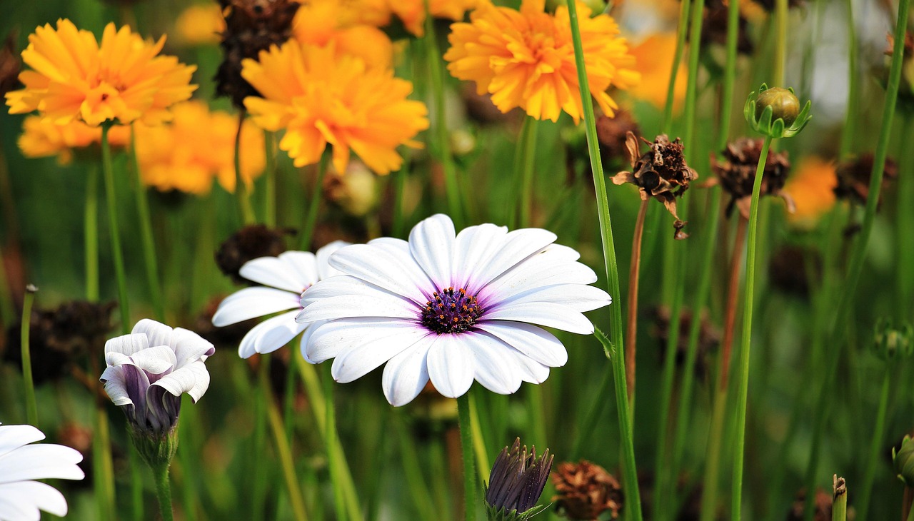 marguerite, flower, plant, marguerite daisy, white flower, beautiful flowers, petals, bloom, blossom, flora, ornamental plant, beautiful, summer, garden, flower background, flower wallpaper, nature, flower garden, park, closeup