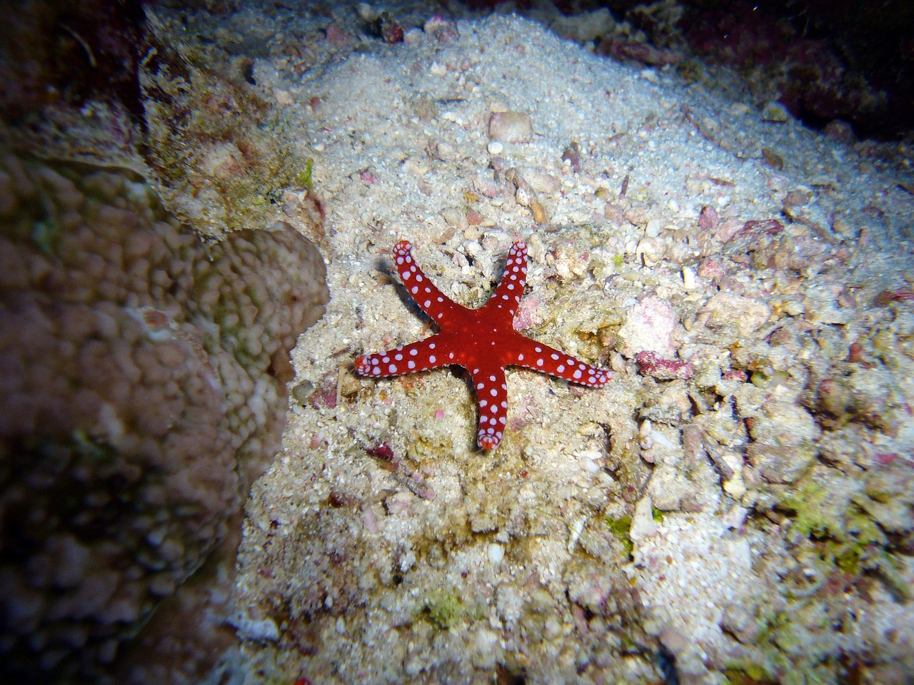 dyka, under vattnet, vatten, hav, sjöstjärna, havsdjur, natur, djur, undervattens värld
