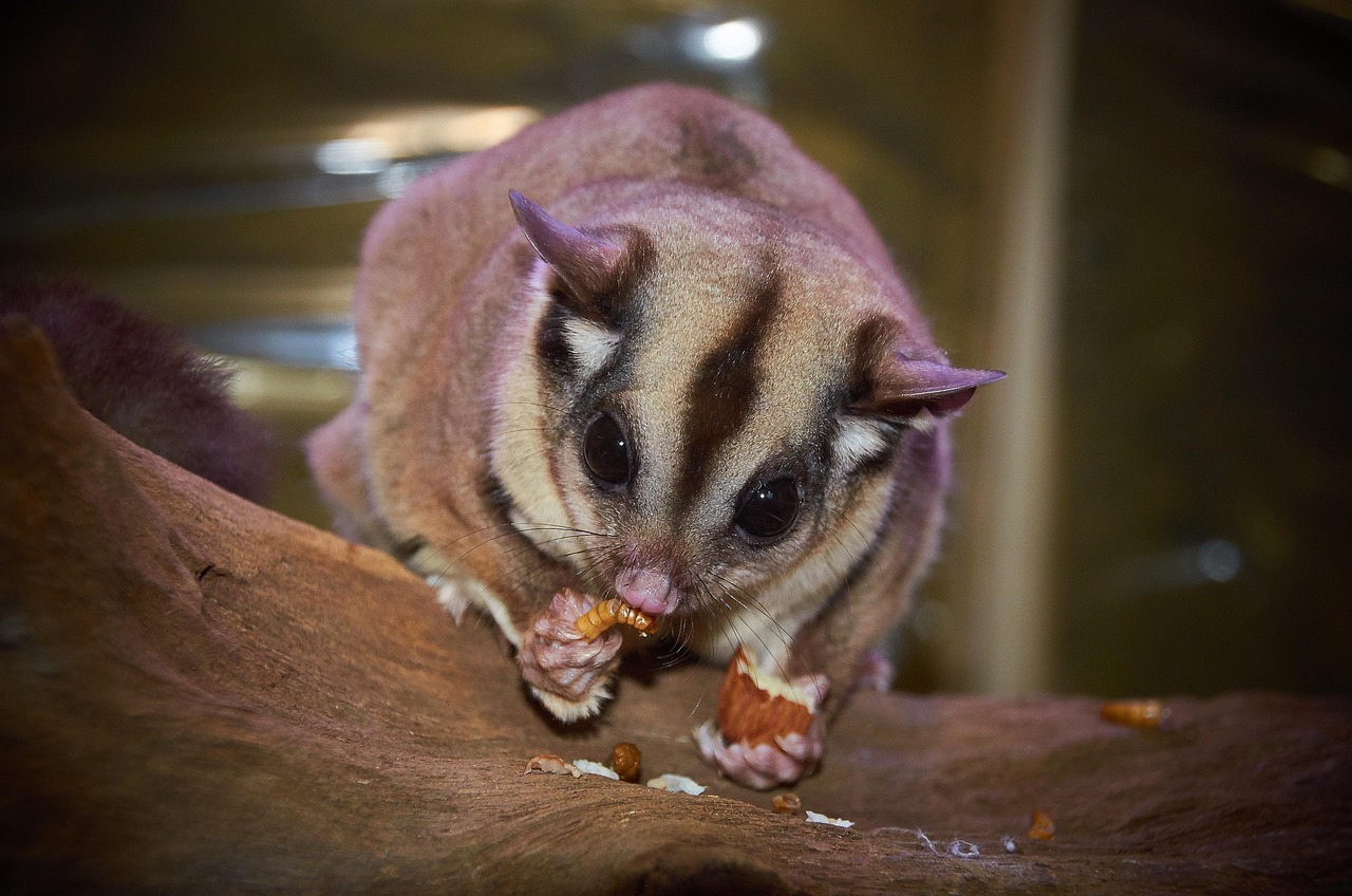 australische tierwelt, zuckersegelflugzeug, kreatur, krallen, einheimisch, tier, natur, schnurrhaare, bedroht, selten, pfoten