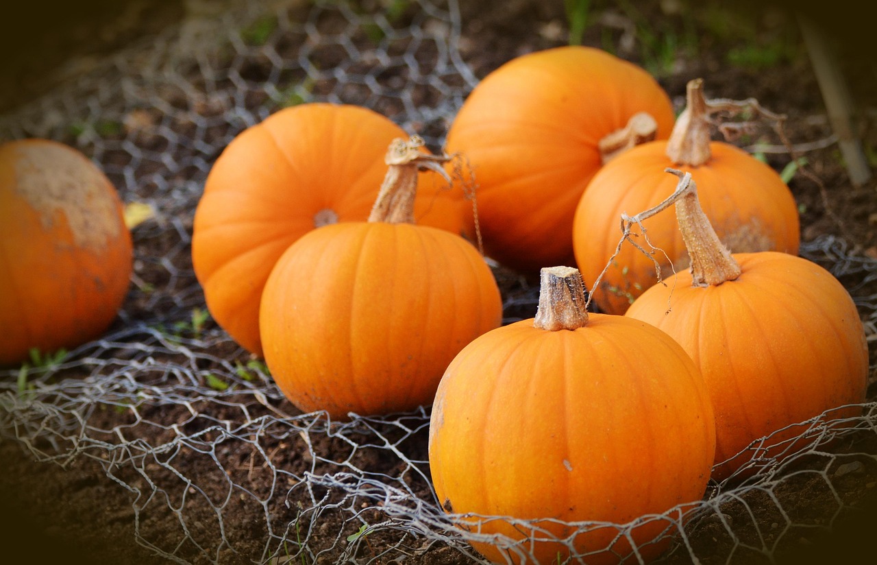 pumpkin, fall, garden, harvest time, thanksgiving, orange, nature, autumnal, vegetables, cultivation, autumn mood