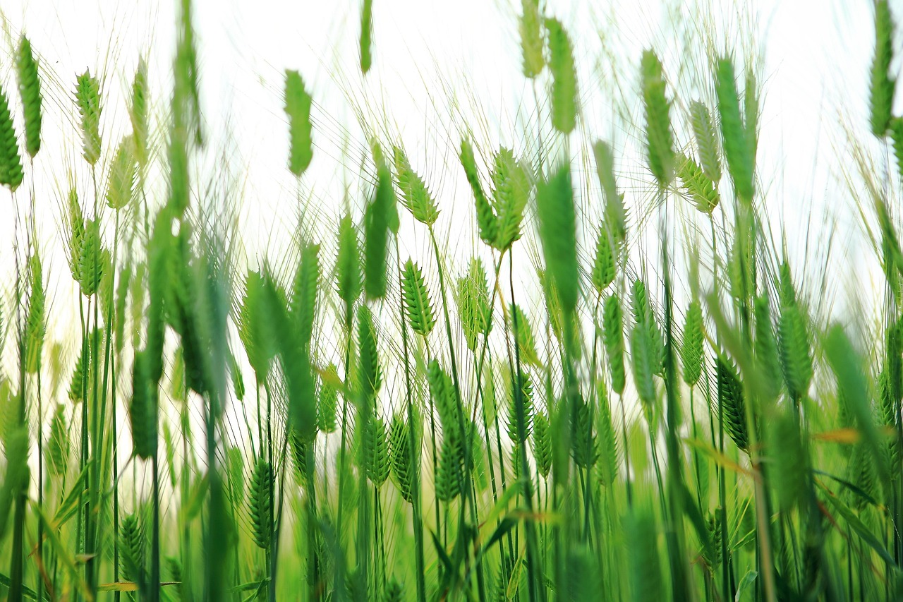 abstract, barley field, green barley, jeju island, jeju, yeonbuk-ro, jeju city, olle gill, nature, ocean, travel, sky, udo island, songaksan, ark church, eco land, tourism, lighthouse, jeju sea, landscape, ne young na-young