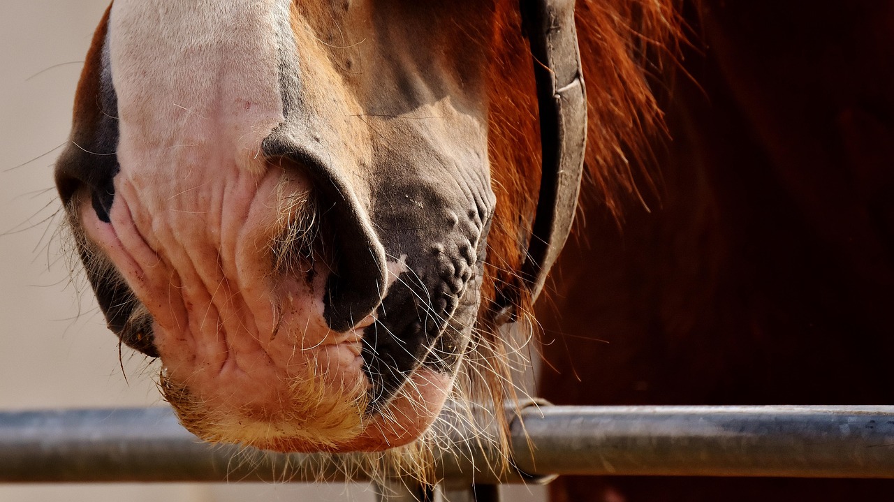 horse nose, shire horse, haired, horse nose, horse nose, horse nose, horse nose, horse nose, shire horse, shire horse