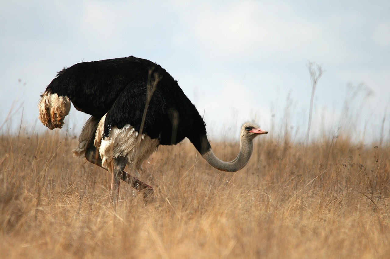 wild, game, ostrich, wildlife, reserve, park, neck, avian, male, grey-brown, brown gaming, brown park, brown game, brown games, ostrich, ostrich, ostrich, ostrich, ostrich
