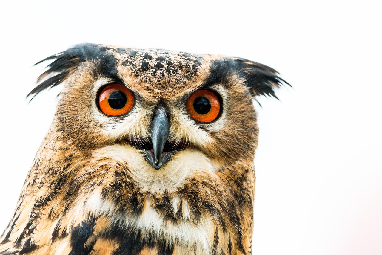 uhu, bubo bubo, gufo, uccello, piume, natura, uccelli selvatici, volante, uccelli rapaci, rapace, uccelli, gufo, gufo, gufo, gufo, gufo, uccelli