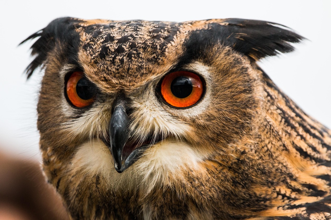 uhu, bubo bubo, gufo, uccello, piume, natura, uccelli selvatici, volante, uccelli rapaci, rapace, uccelli