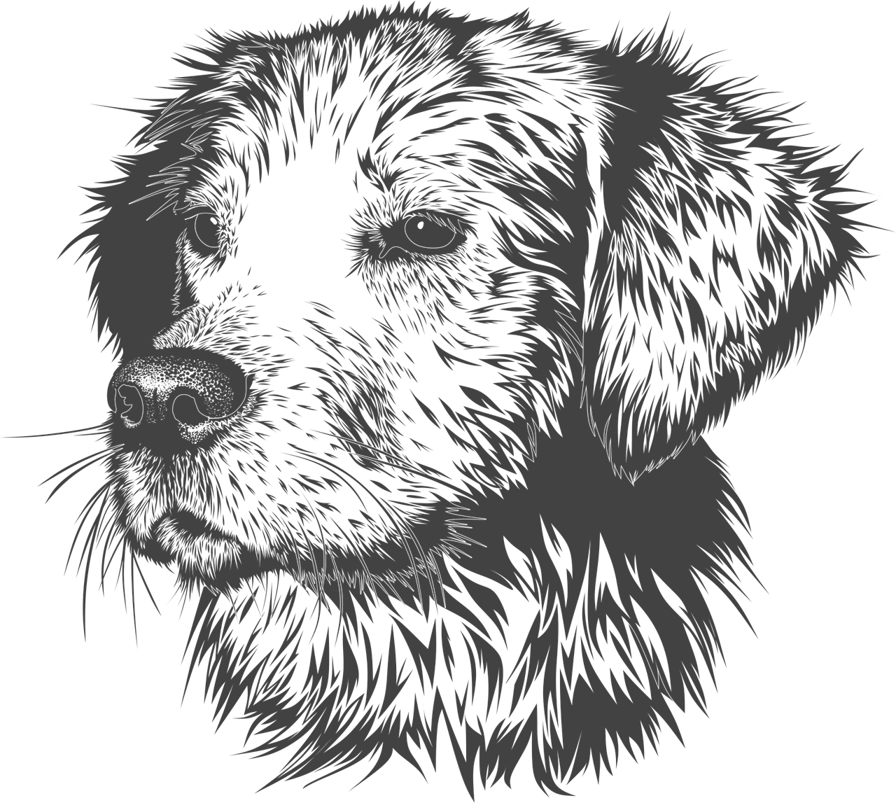 hund, dyr, husdyr, vovse, kæledyr, portræt, natur, tegning