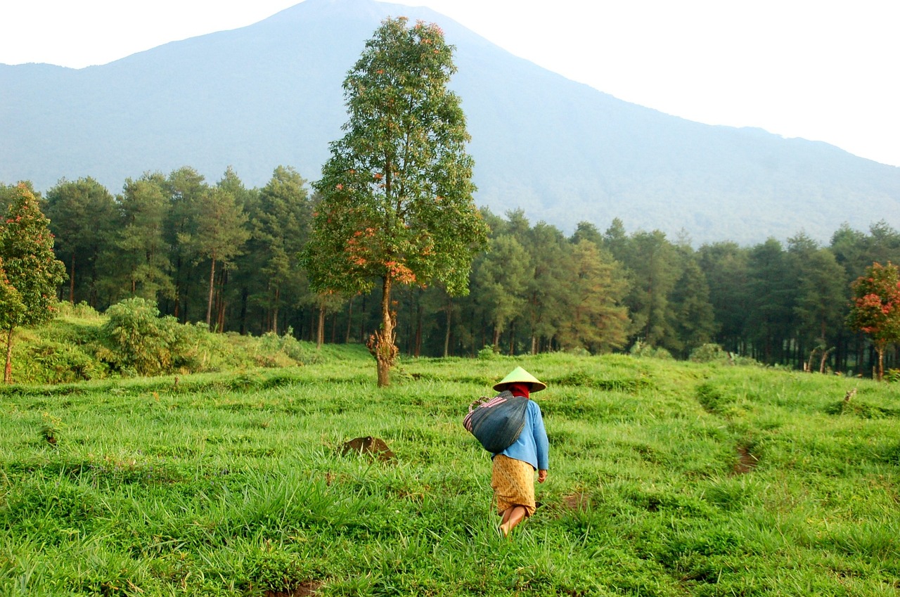 farm, java, indonesia, mount, asia, travel, sunrise, destination, attraction, nature, tourism, volcano, landscape, adventure, sky, bromo, mountain, landmark, morning, culture, ancient, temple, crater, scenery, religion, religious, borobudur, architecture, park, smoke, monument, volcanic, buddhism, buddhist, heritage, historical, shrine, spiritual, farmer, prayer, nepal, green sky, green travel, green mountain, green sunrise, green smoke, green farm, green park, green prayer, green culture, green farmer, green morning, indonesia, nepal, nepal, nepal, nepal, nepal