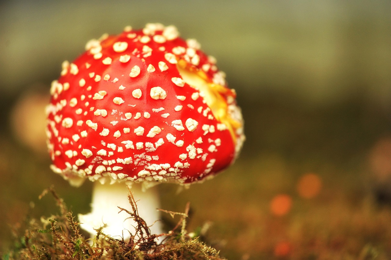 pilz, fliegenpilz, nahaufnahme, moos, giftig, wilder pilz, spore, schwamm, fruchtkörper, pilz-arten, pilzarten, pilzkunde, wald-pilz, waldboden, natur, herbst, pilz, fliegenpilz, fliegenpilz, fliegenpilz, fliegenpilz, fliegenpilz