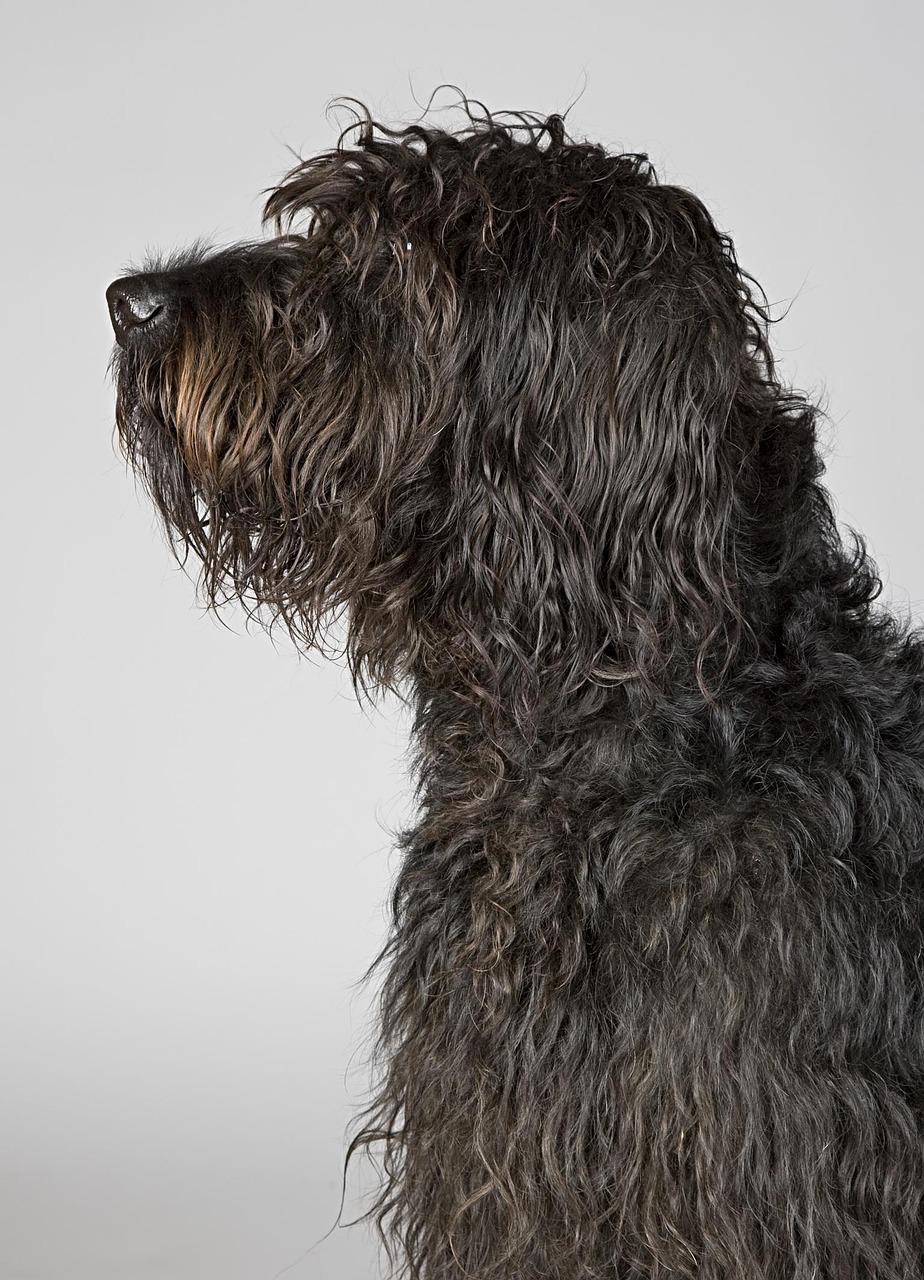 dog, portrait, dog portrait, animal, comrade, pet, close up