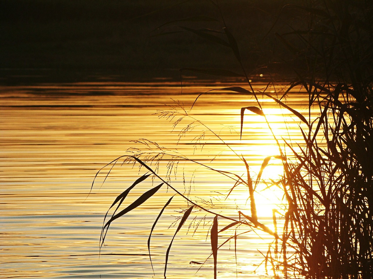 wasser, glitzern, sonne, die natur