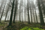 Fog forest trees nature woods bare trees trunks tree trunks branches foggy foggy forest haze mist woodlands undergrowth