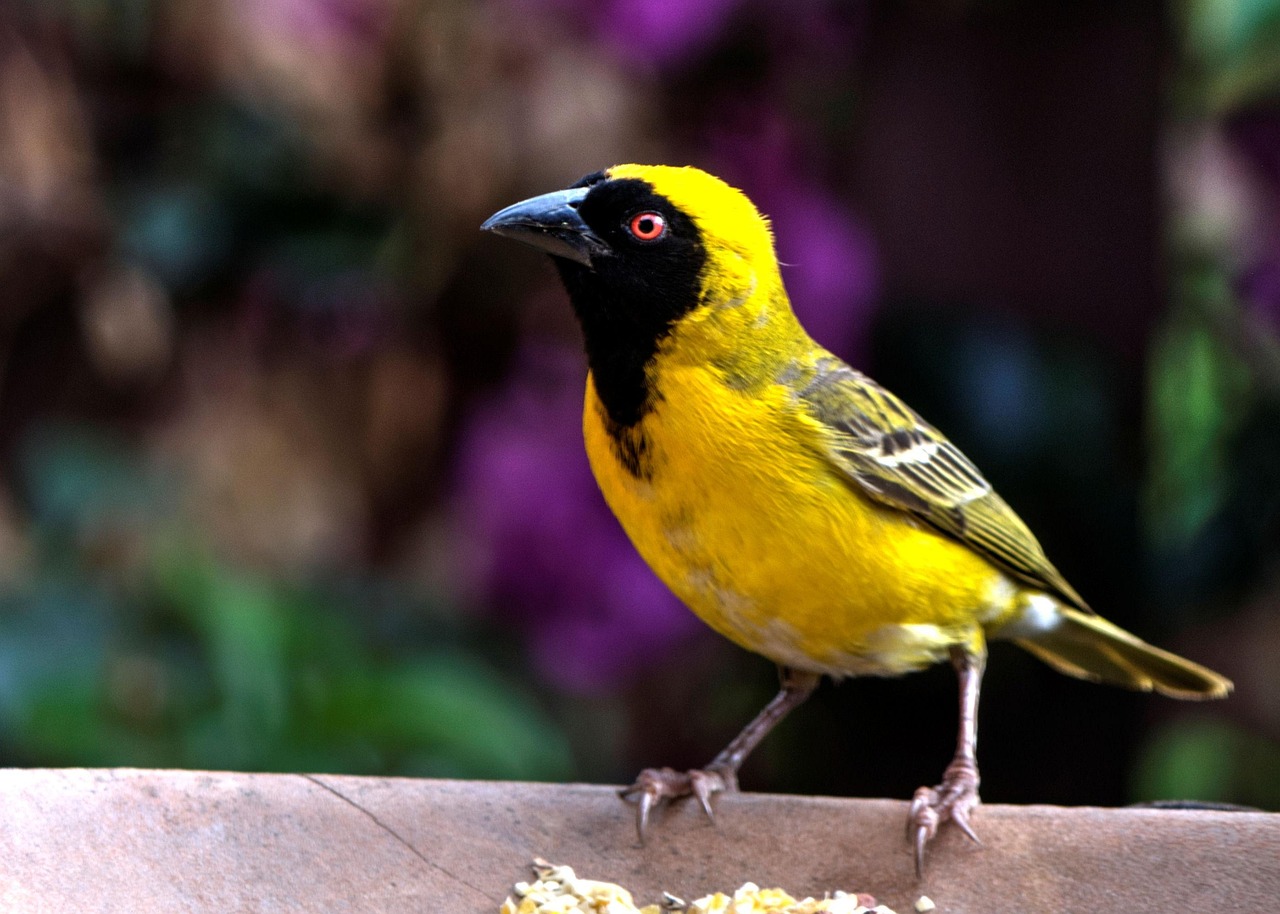 gelber fink, vogel, garten, natur
