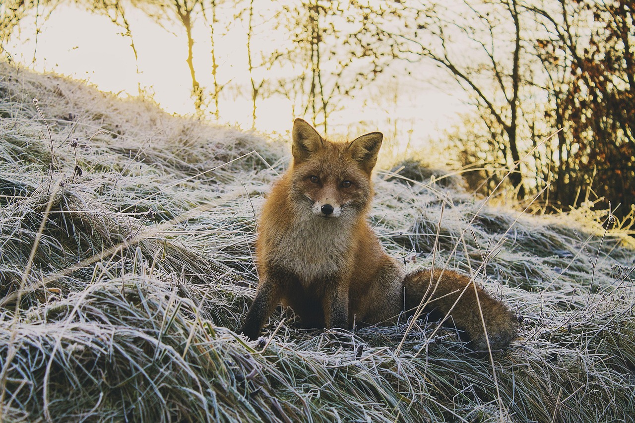 animal, fox, omnivore, forest, nature, wildlife, mammal, wildlife photography, animal world, fox, fox, fox, fox, fox