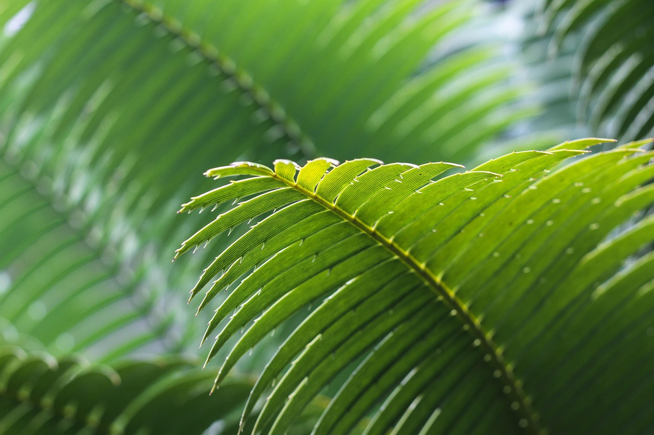 wedel, grün, blätter, makro, natur, palme, pflanze