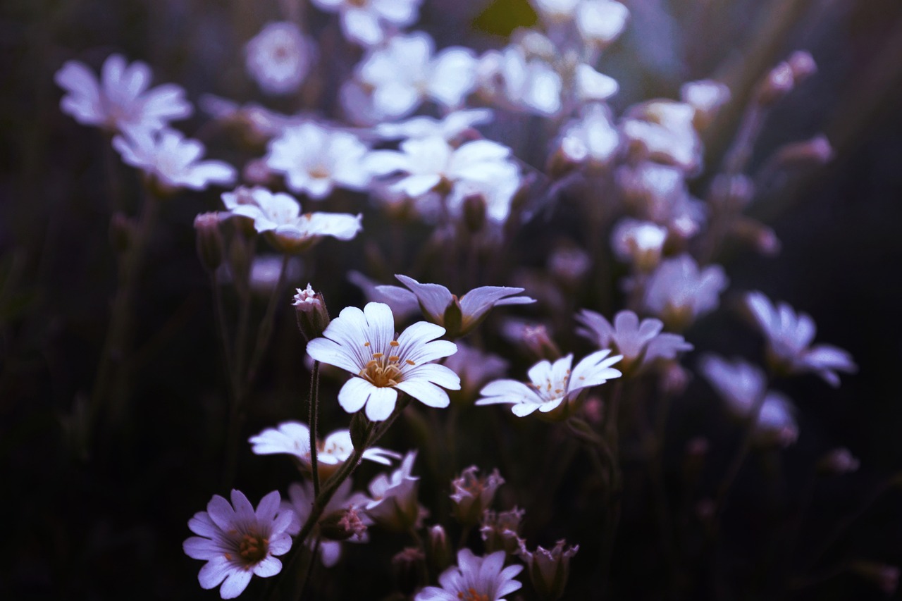 flores, pétalos, bloom, florecer, hermosas flores, flora, floricultura, fondo de la flor, horticultura, botánica, naturaleza, plantas, plantas floreciendo, primavera, papel pintado de flores, flores de primavera, jardín de flores, jardín