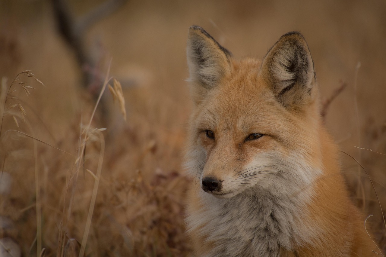 fox, animal, canine, omnivore, close up, fur, grass, looking, mammal, outdoors, predator, nature, wild, wildlife, animal world, wildlife photography