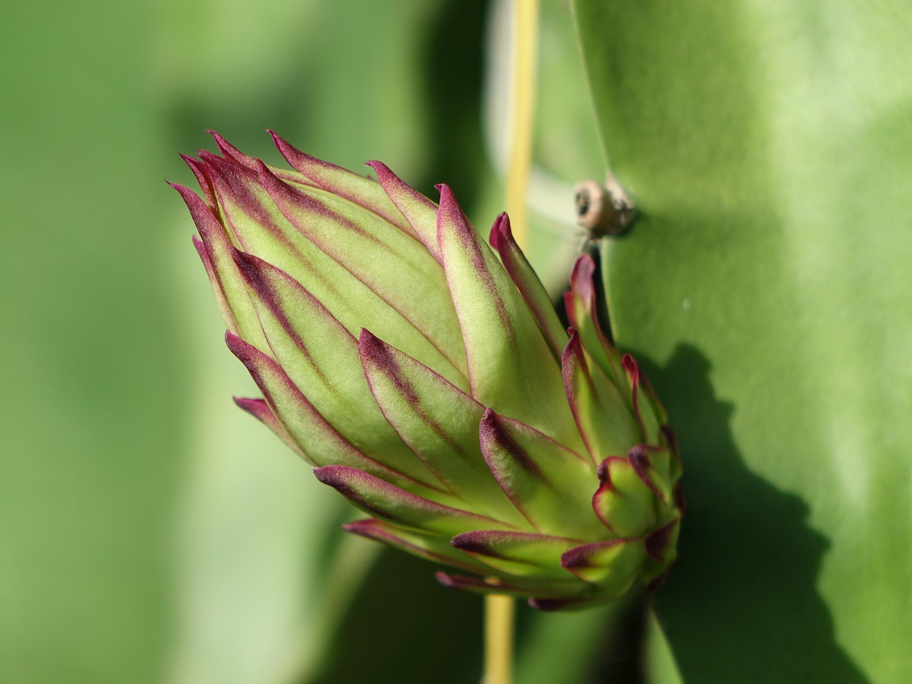 palot, lohikäärme hedelmä kukka, big bud, silmukka, lajike, cactus lajien, pitaya