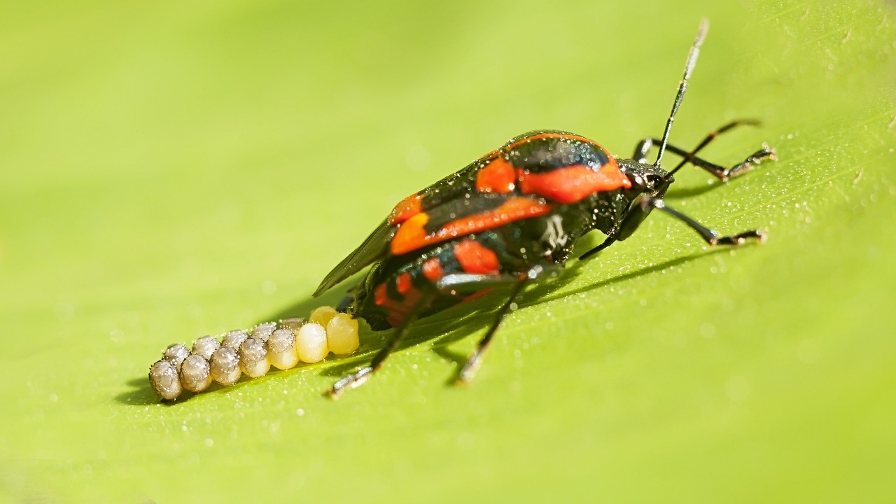 bichos, insectos, bicho rojo, naturaleza, rojo, reproducción, extraño insecto